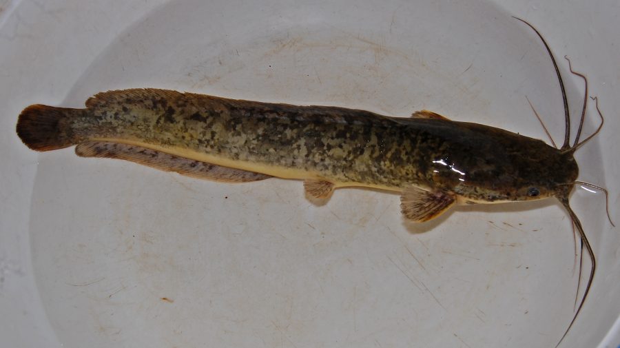 Why this crackdown on the nutritious African Catfish