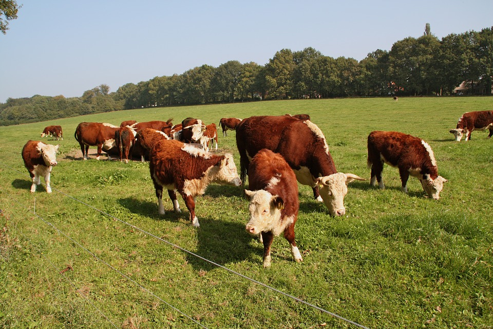 For a scientific cow cue, look to the Netherlands