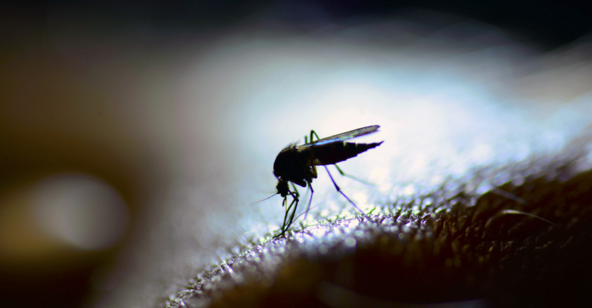 Centre sends team to Kerala after 7-year-old tests positive for West Nile virus