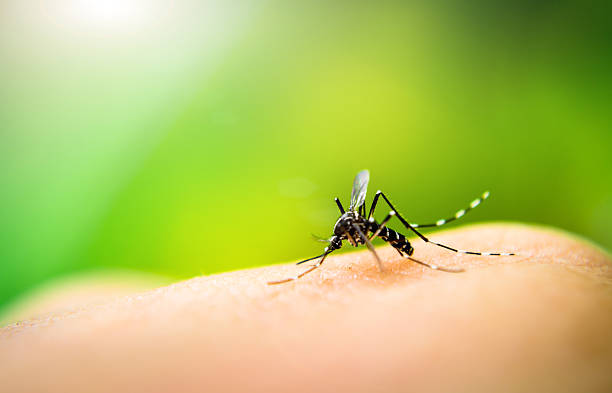Curious Kids: What would happen if all the mosquitoes in the world disappeared?