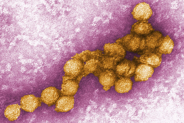 Six-year-old West Nile Virus patient dead in Kerala