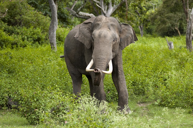 Wild elephant deaths shoot up without dedicated corridors - The Federal
