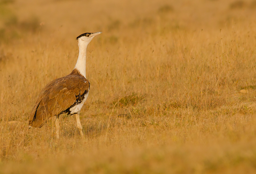 75% Great Indian Bustard deaths due to overhead power lines