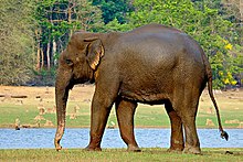 Elephant tramples man to death