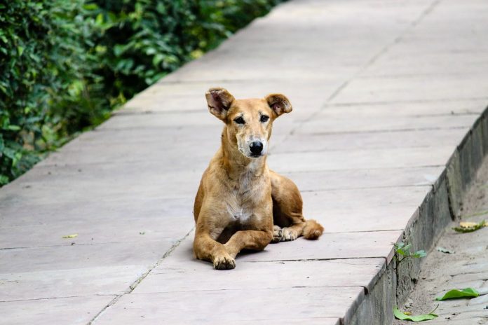 stray dog menace in Kerala