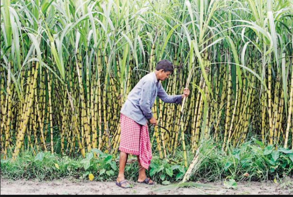 Sugarcane turns bitter for farmers; academic math doesn’t work on field
