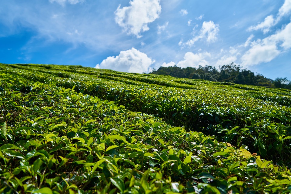 How tea brews trouble for parties in the Nilgiris