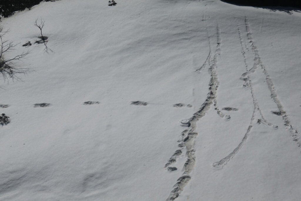 Indian Army puts out Yeti footprint, gets trolled