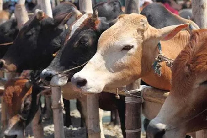 Livestock export issue