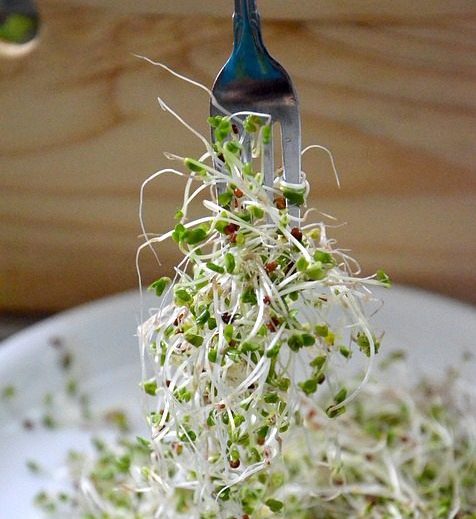 Broccoli sprout extracts may help manage schizophrenia