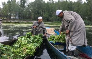 Kashmir: Floating Market on Dal Lake