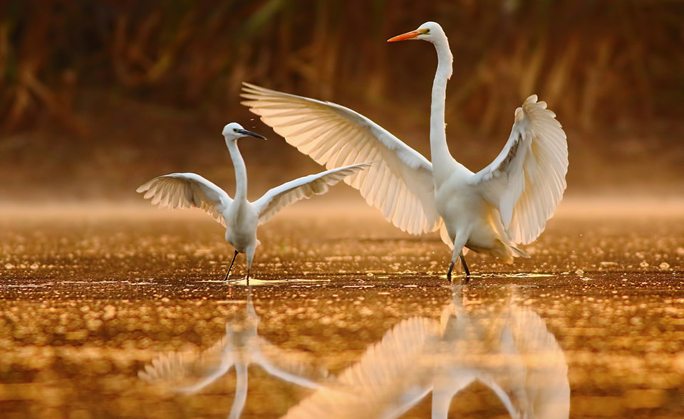 Paradise reclaimed: How ordinary citizens are helping conserve birds