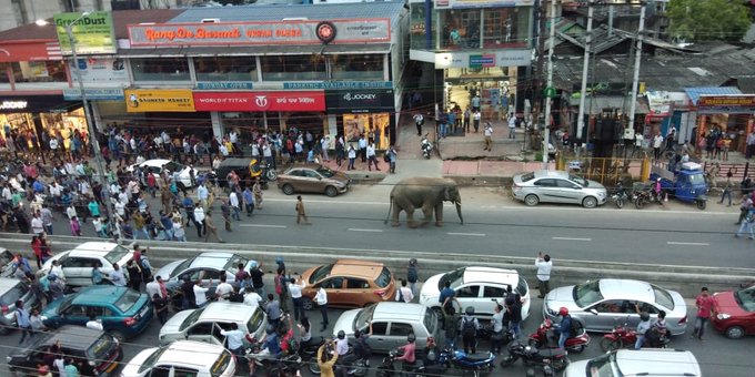 When a wild elephant walked down Guwahati road and people went wilder