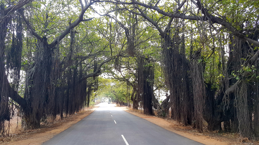 Banyan trees, hyderabad, felling, prevention, peoples movement.