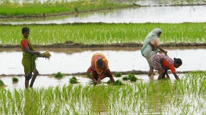 The Federal, English news website, farmers, Karnataka, rainfall deficit