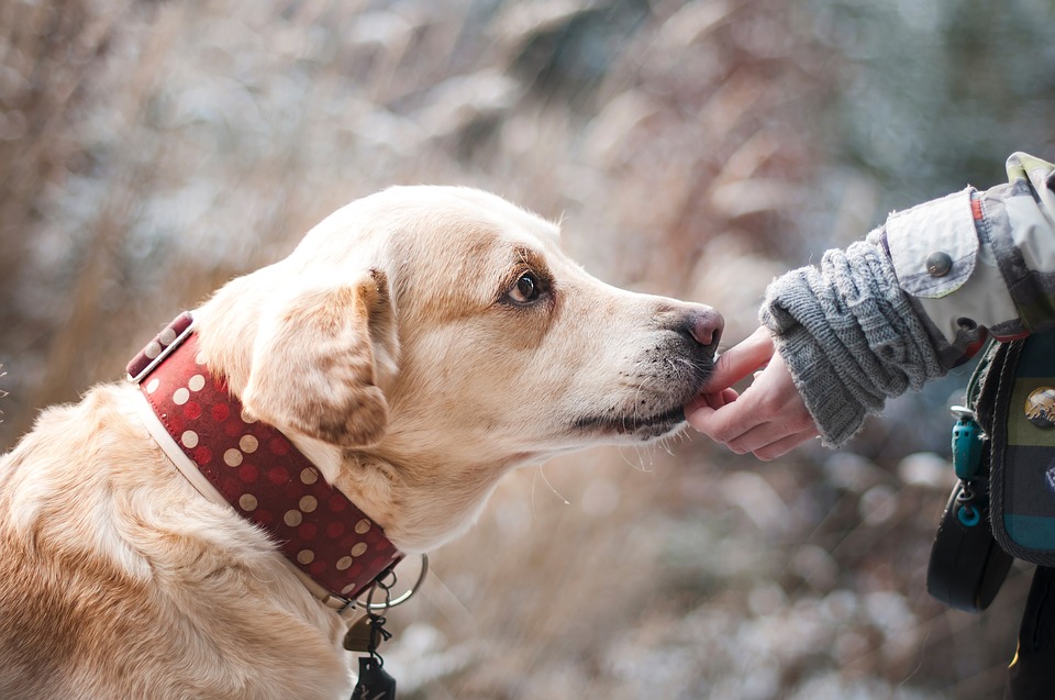 pets, woman divorce settlement, Mumbai court