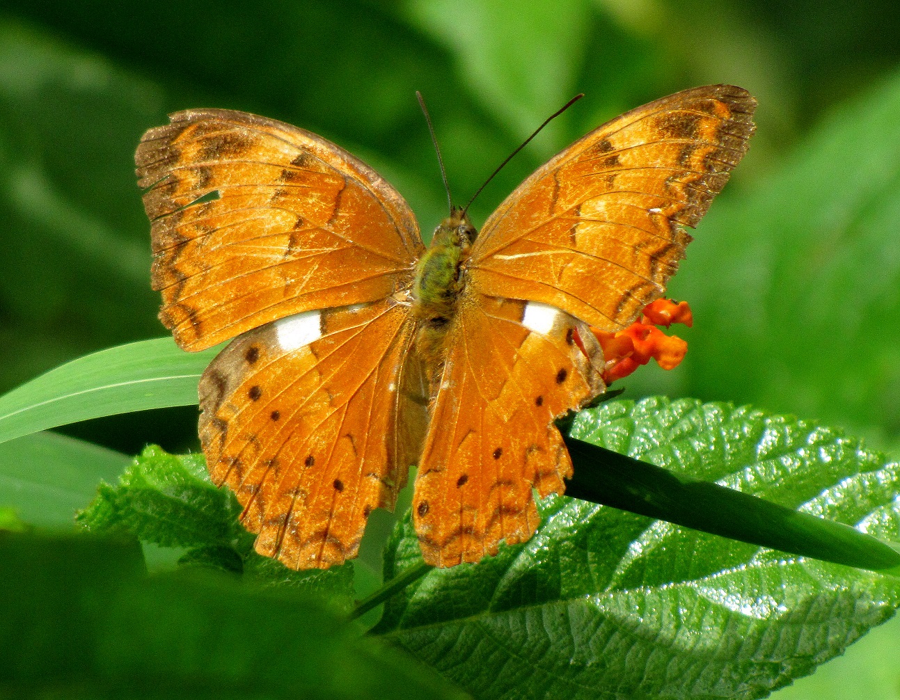 It's official now. Tamil Yeoman is the state butterfly of ...