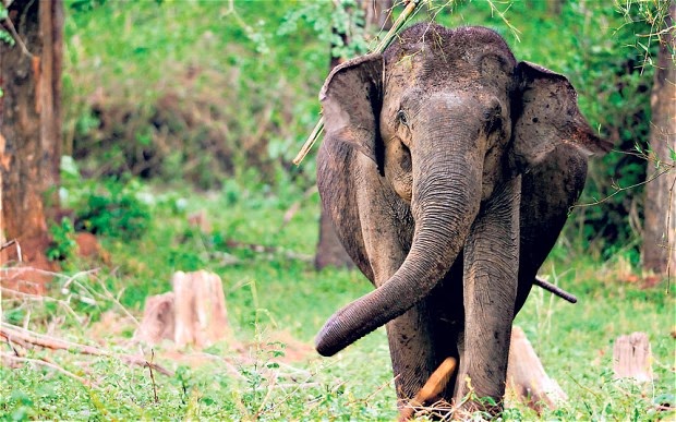 In search of water, space, Western Ghats elephants stray out of forests