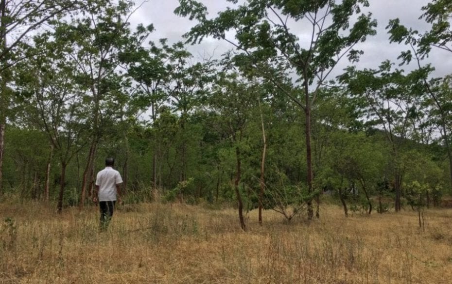 Private sandalwood farming picks up | Latest News | The Hindu