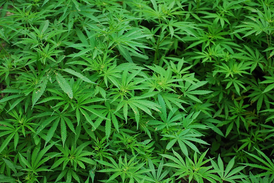 Bangalore cops arrest Iranian, an MBA graduate, for growing cannabis at home