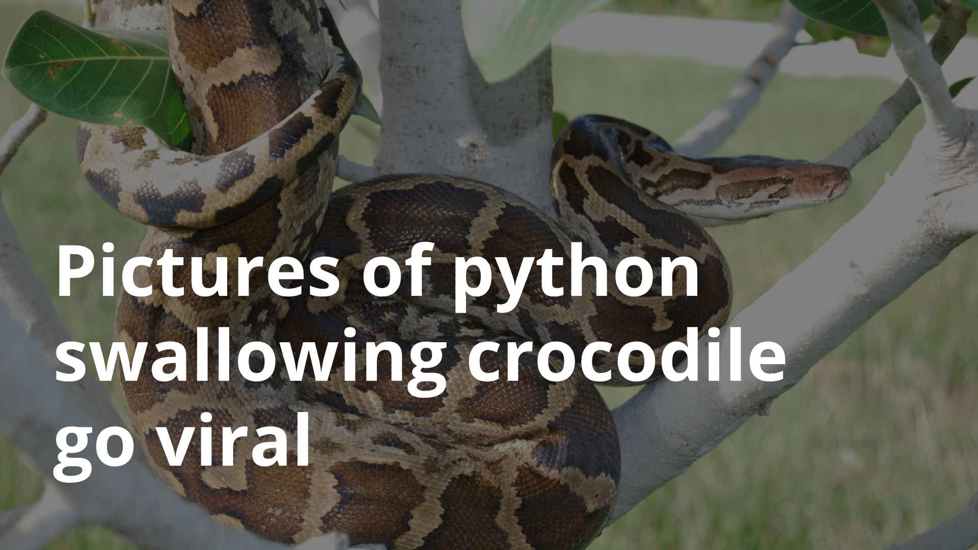 Pictures of python swallowing crocodile go viral