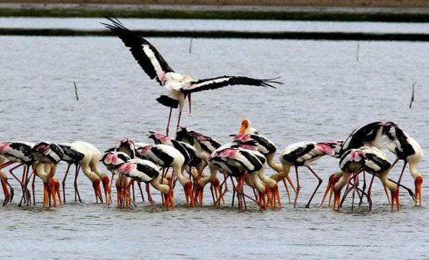 Pulicat Lake Adani port Chennai - The Federal