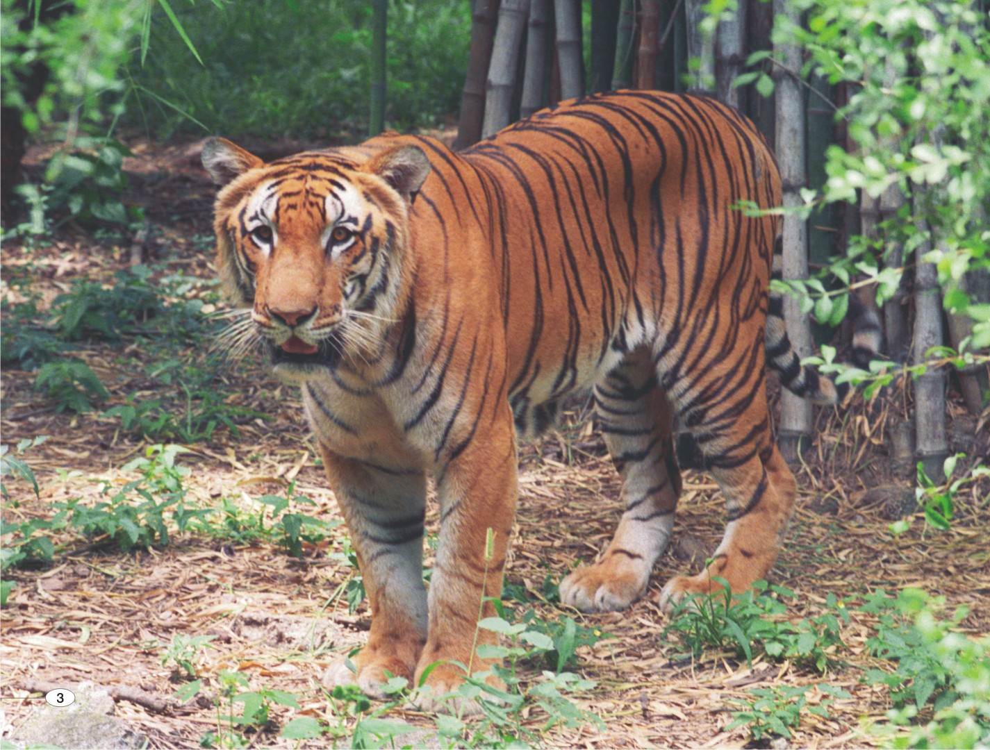 Tiger reserve Amrabad Telangana Uranu=ium Survey Drilling Atomic Energy - The Federal