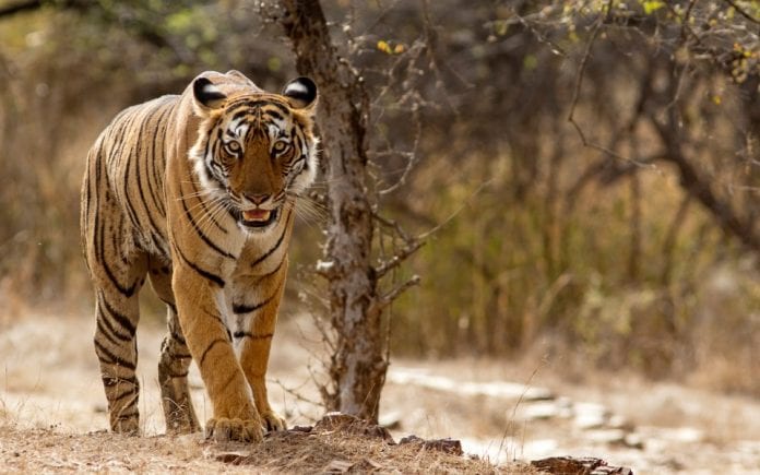 Panna, tiger, tigress, population, Madhya Pradesh, poachers, infections, diseases, villagers, Veerappan, The Federal, English news website
