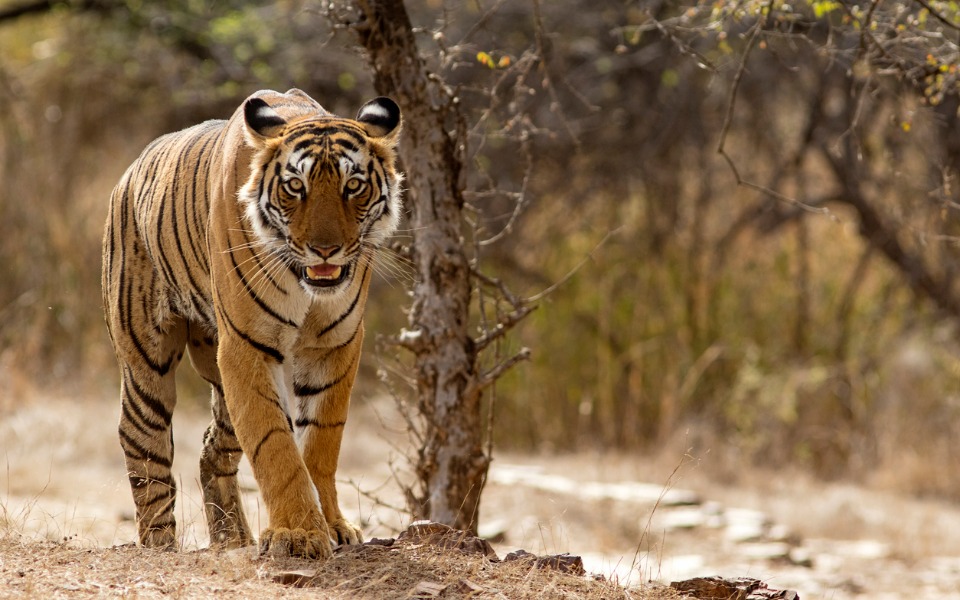 Indias tiger census sets Guinness record with most camera traps