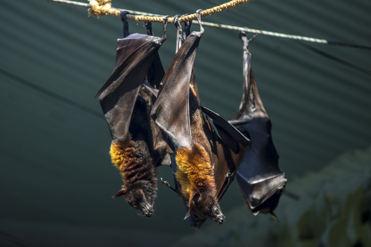 ICMR studying bats to ward off threat of zoonotic diseases