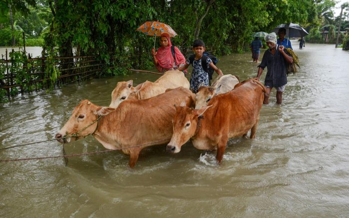 Cattle, flood, Belagavi milk production, rain, BEMUL, Nandini