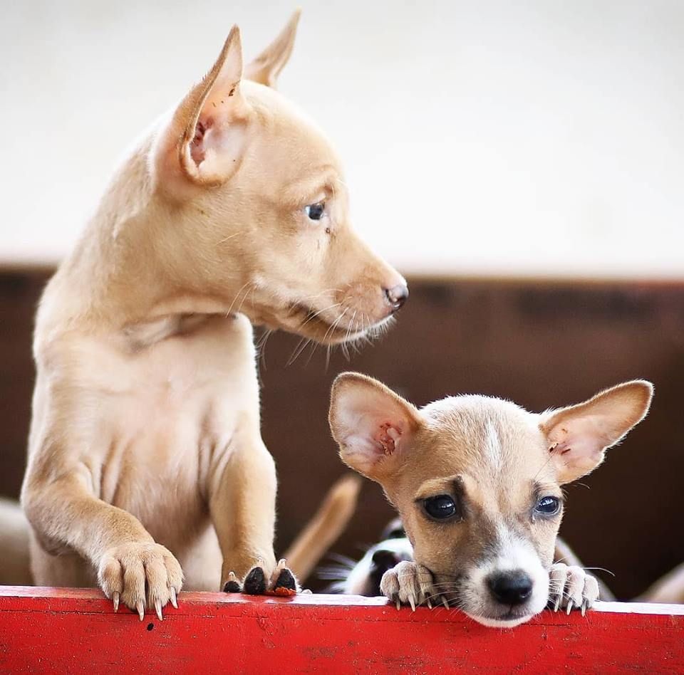 All you need to know about parvovirus, and how to protect your dogs from it