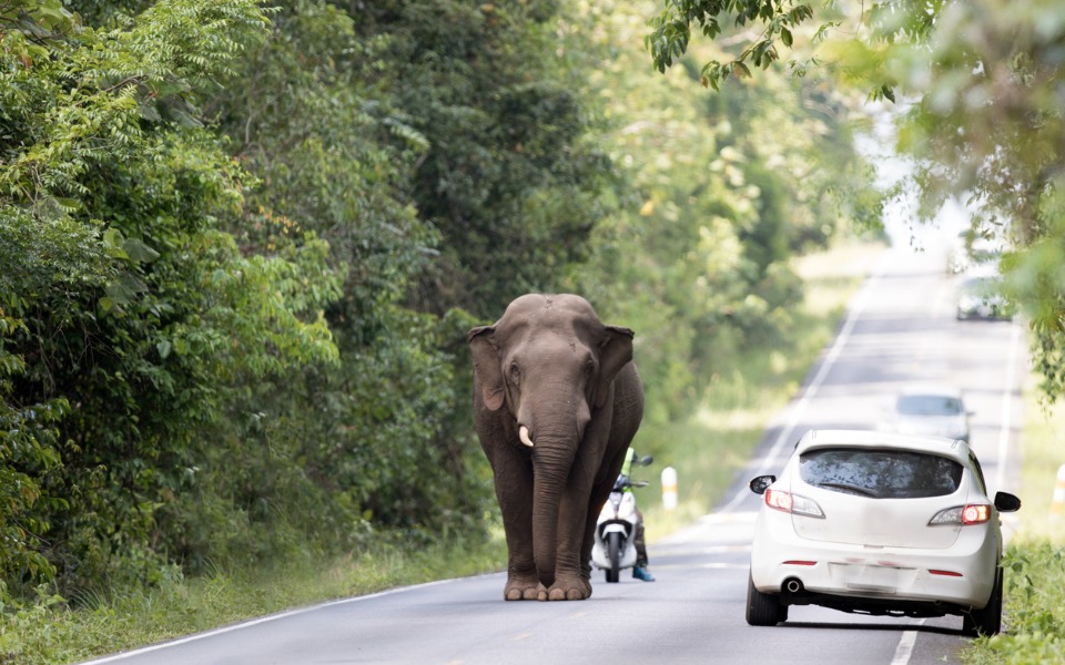 Coimbatore turns game-changer in elephant corridor protection