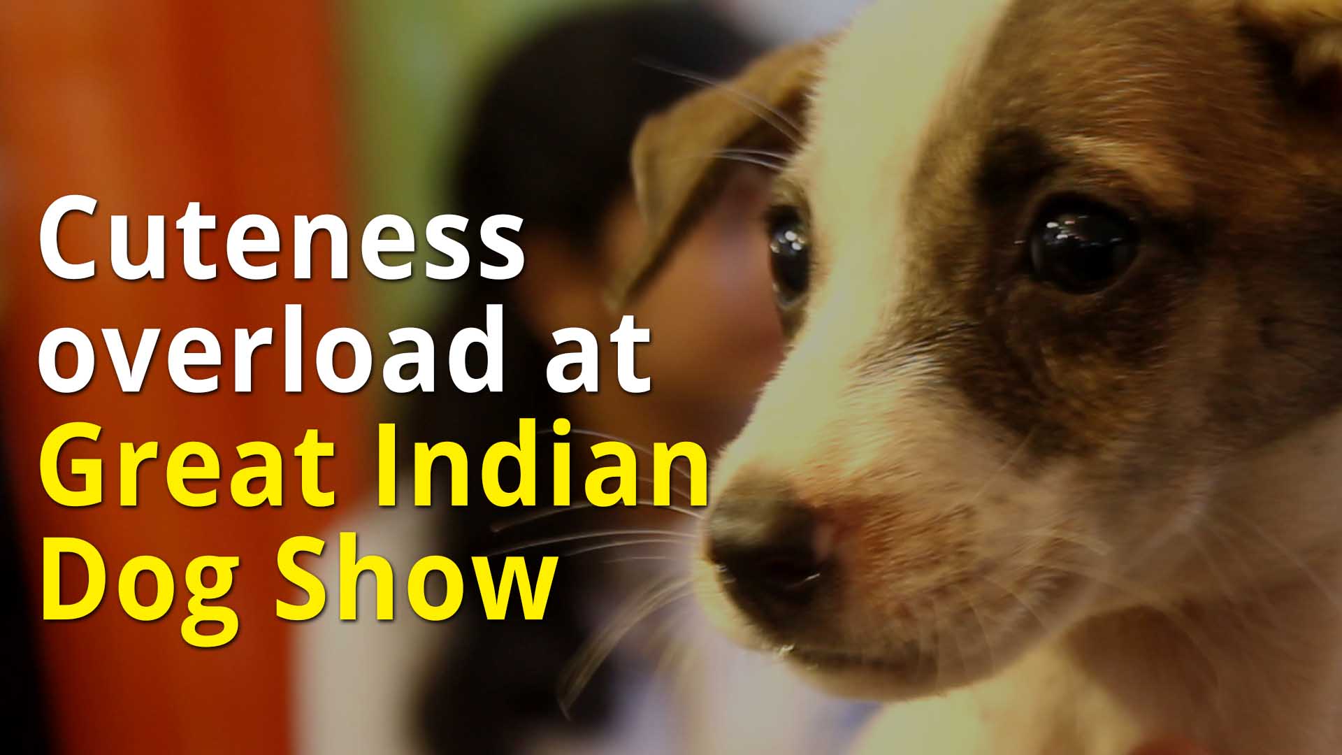 Cuteness overload at Great Indian Dog Show