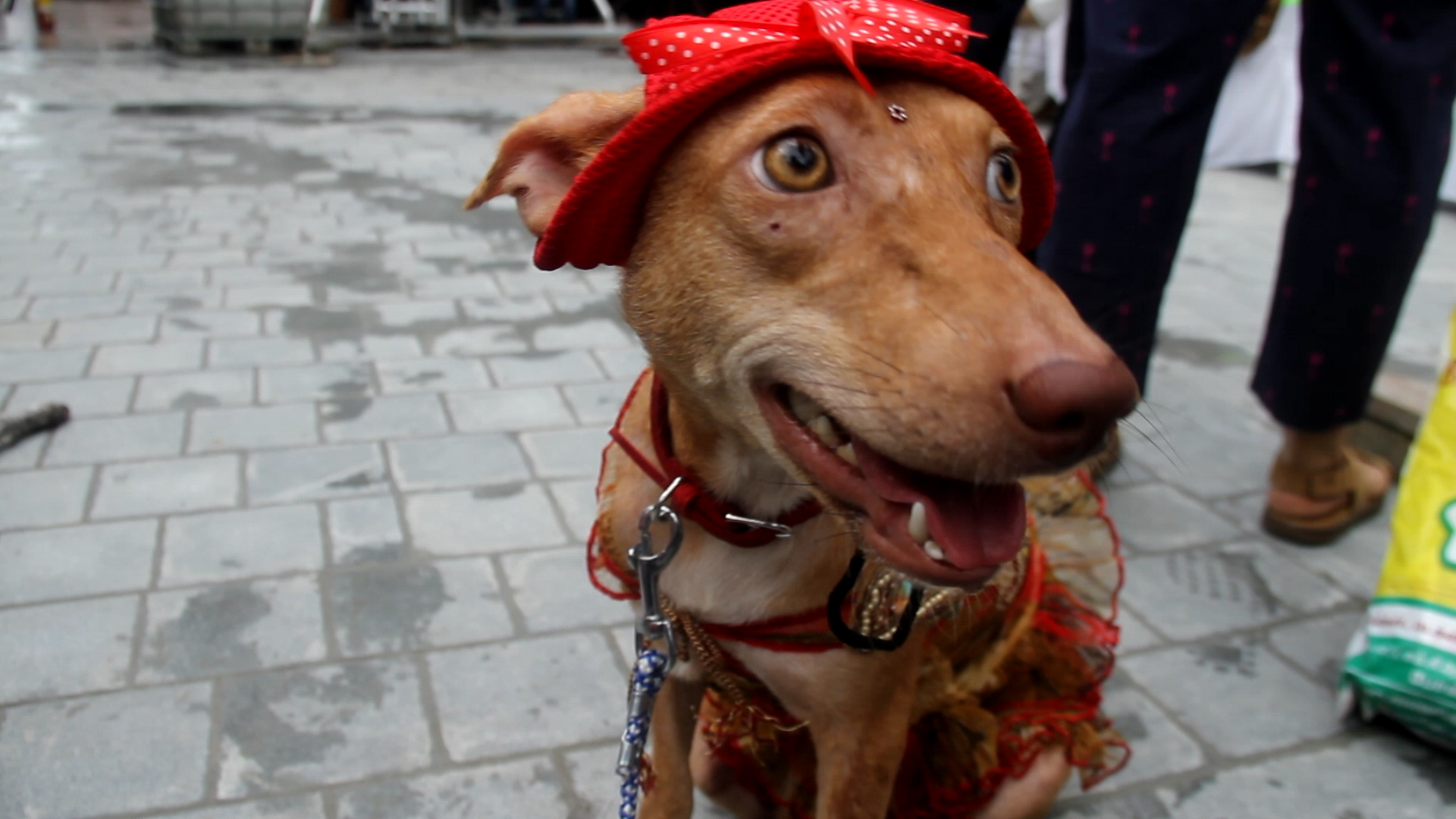 Rescued desi pooches walk the ramp at Great Indian Dog Show