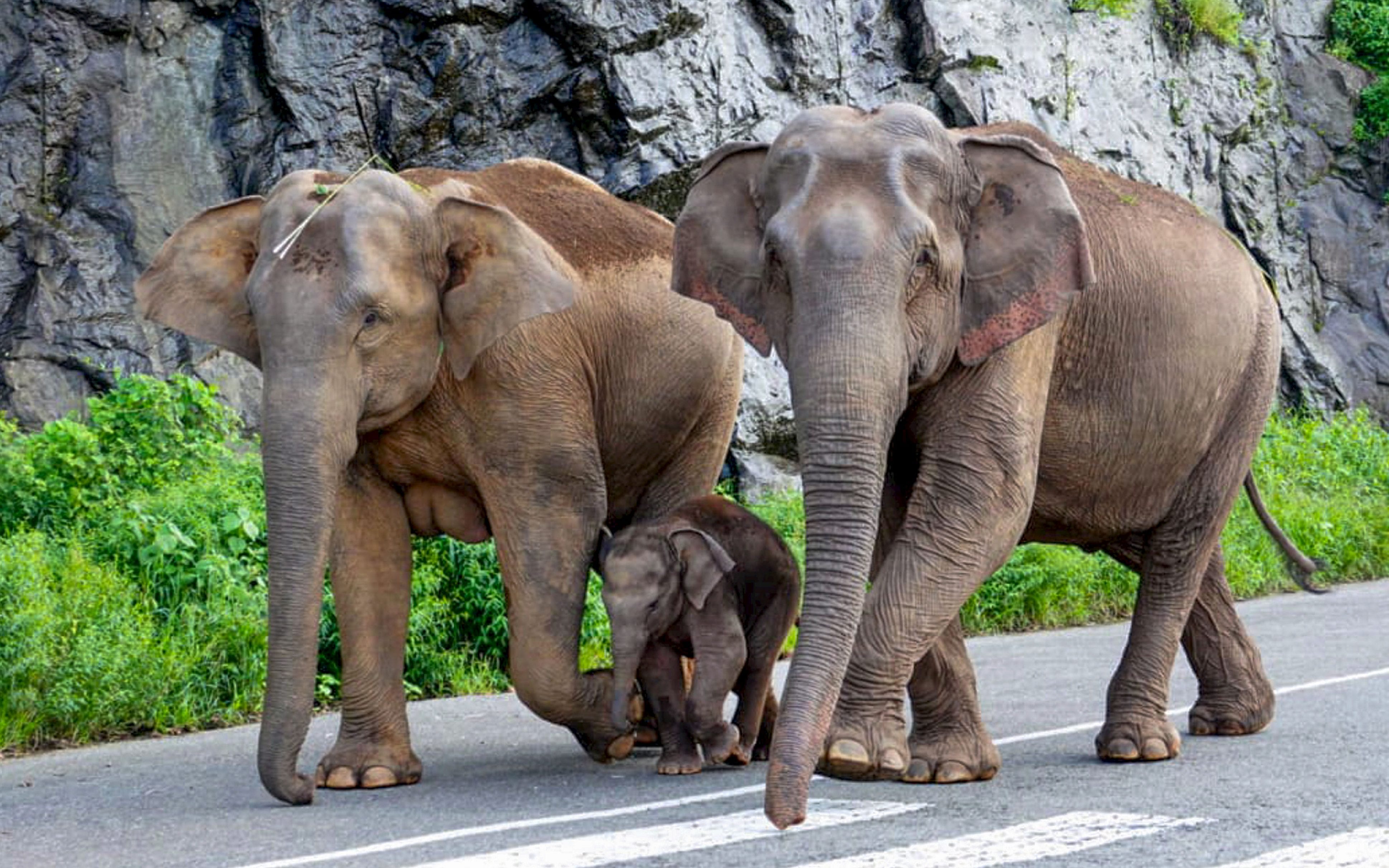 Elephant, elephant deaths, Nandankanan zoo, herpes virus