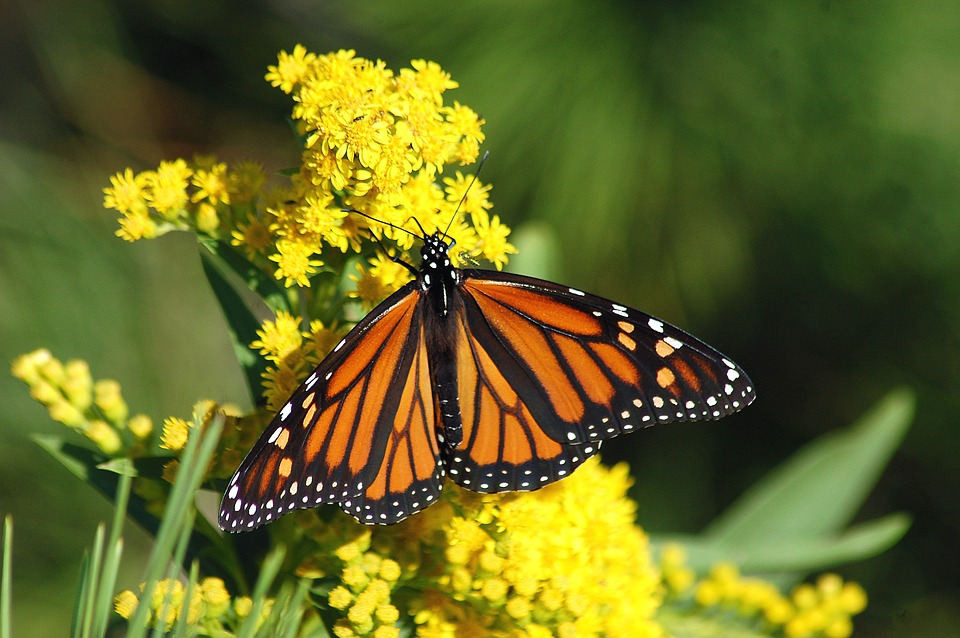 Monarch butterflys toxin resistance conferred in fruit flies: Study