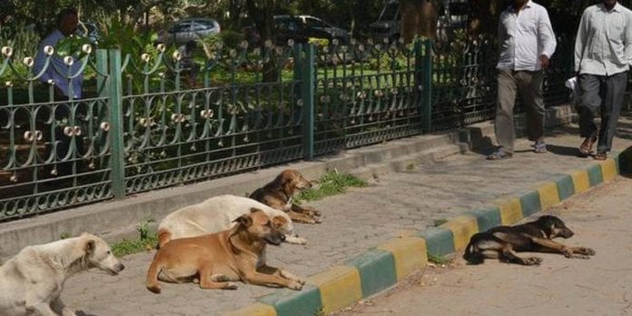 stray dogs, Kerala