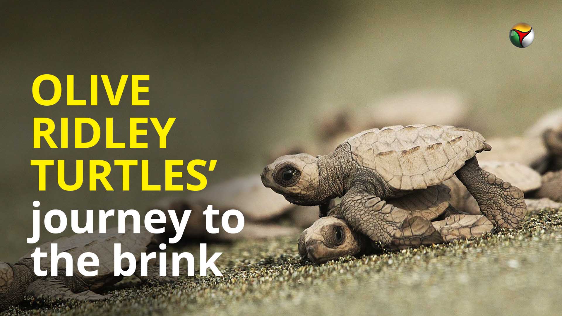 Olive Ridley Turtles journey to the brink