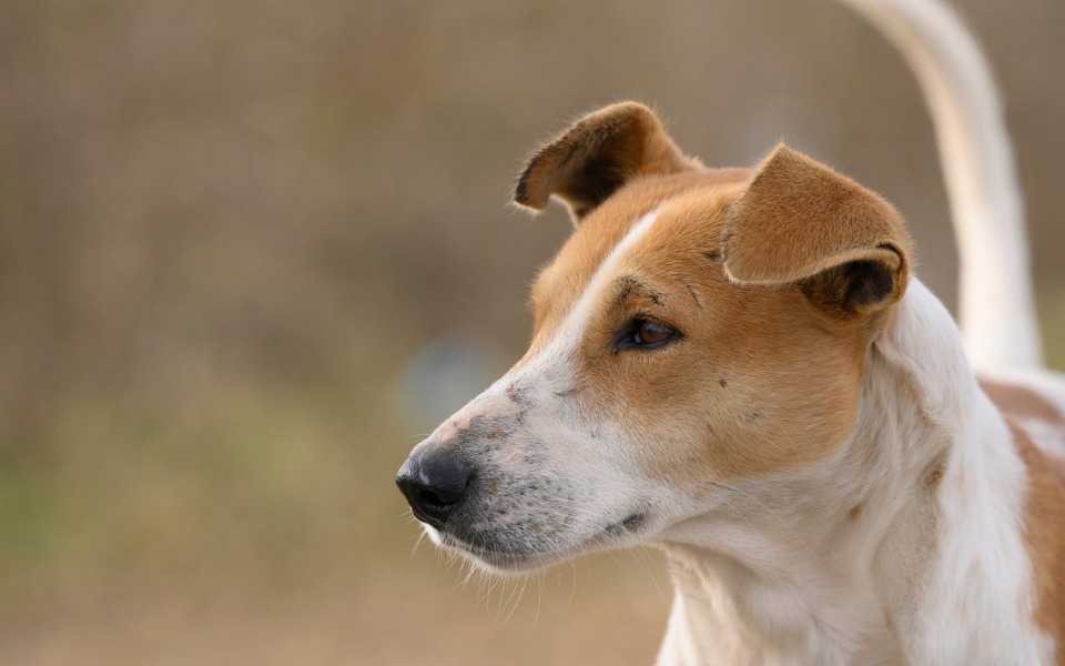 Why do dogs wag their tails? Its for communication, not balance: Research