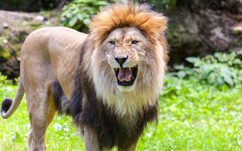 Caught in snare, lion chokes to death in Gujarat