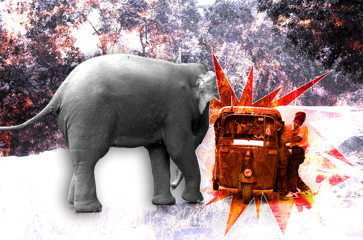 Man vs wild: Is India really serious about tackling the mammoth problem?