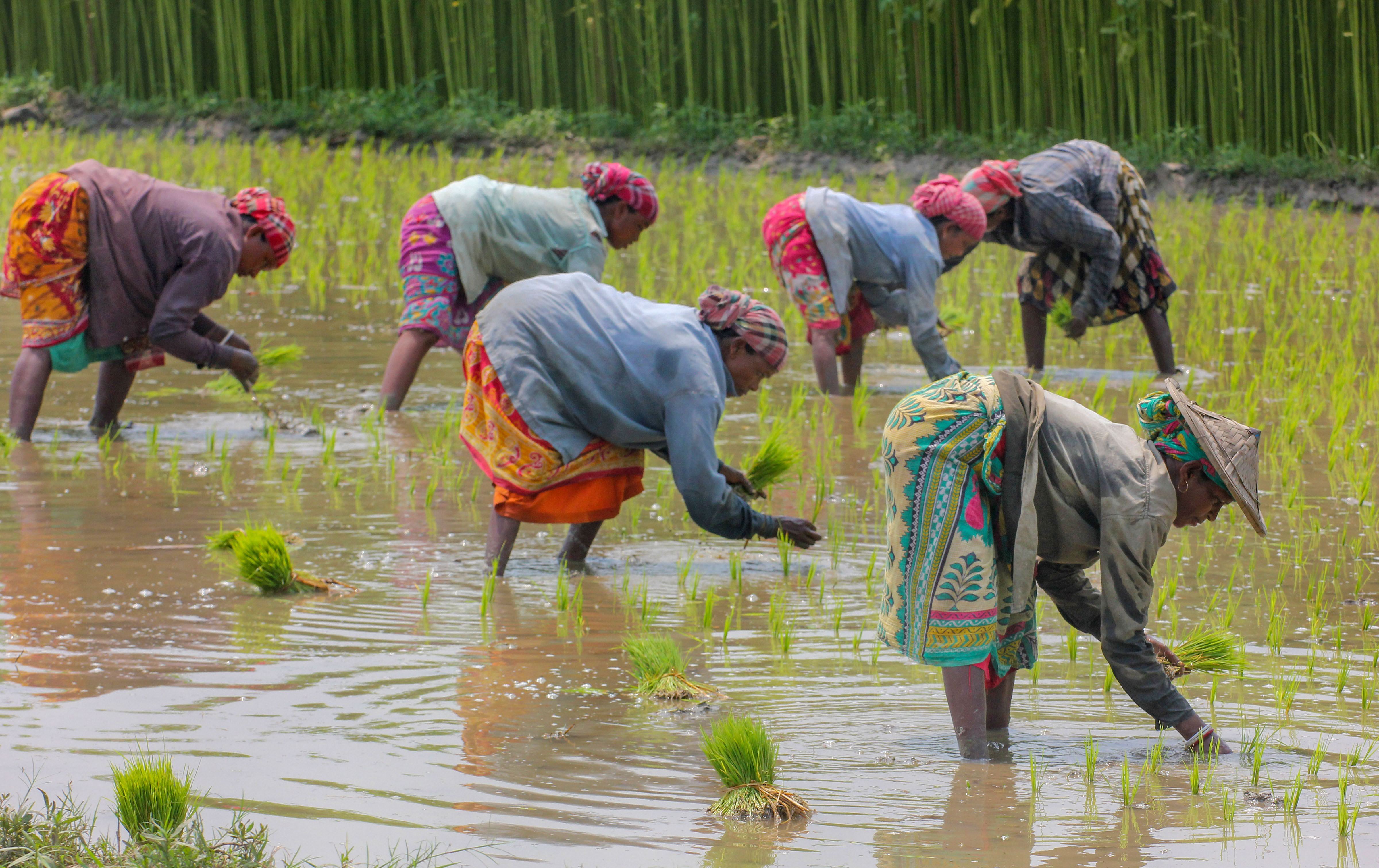 Rice paddy farming farmers climate change