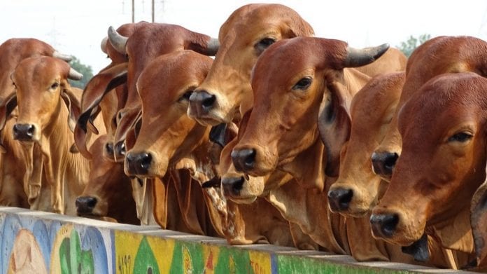 Maharashtra, cow service commission, cabinet