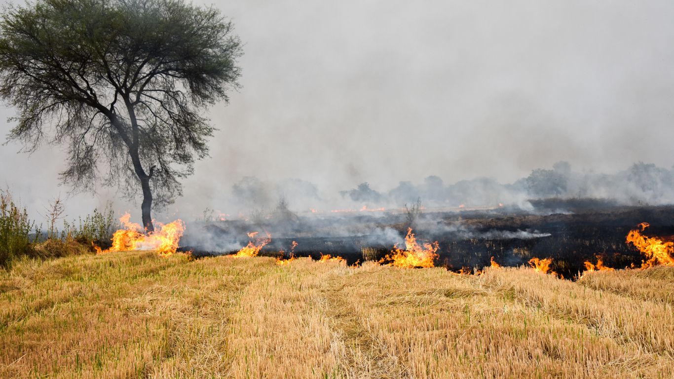 Kejriwal, Mann admit responsibility for stubble burning in Punjab