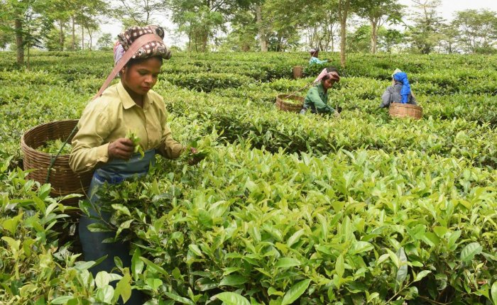 tea growers, production, sales, Assam, protests, Citizenship Act, Citizenship (Amendment) Bill, north-east, immigrants, Bangladesh, Afghanistan, Pakistan