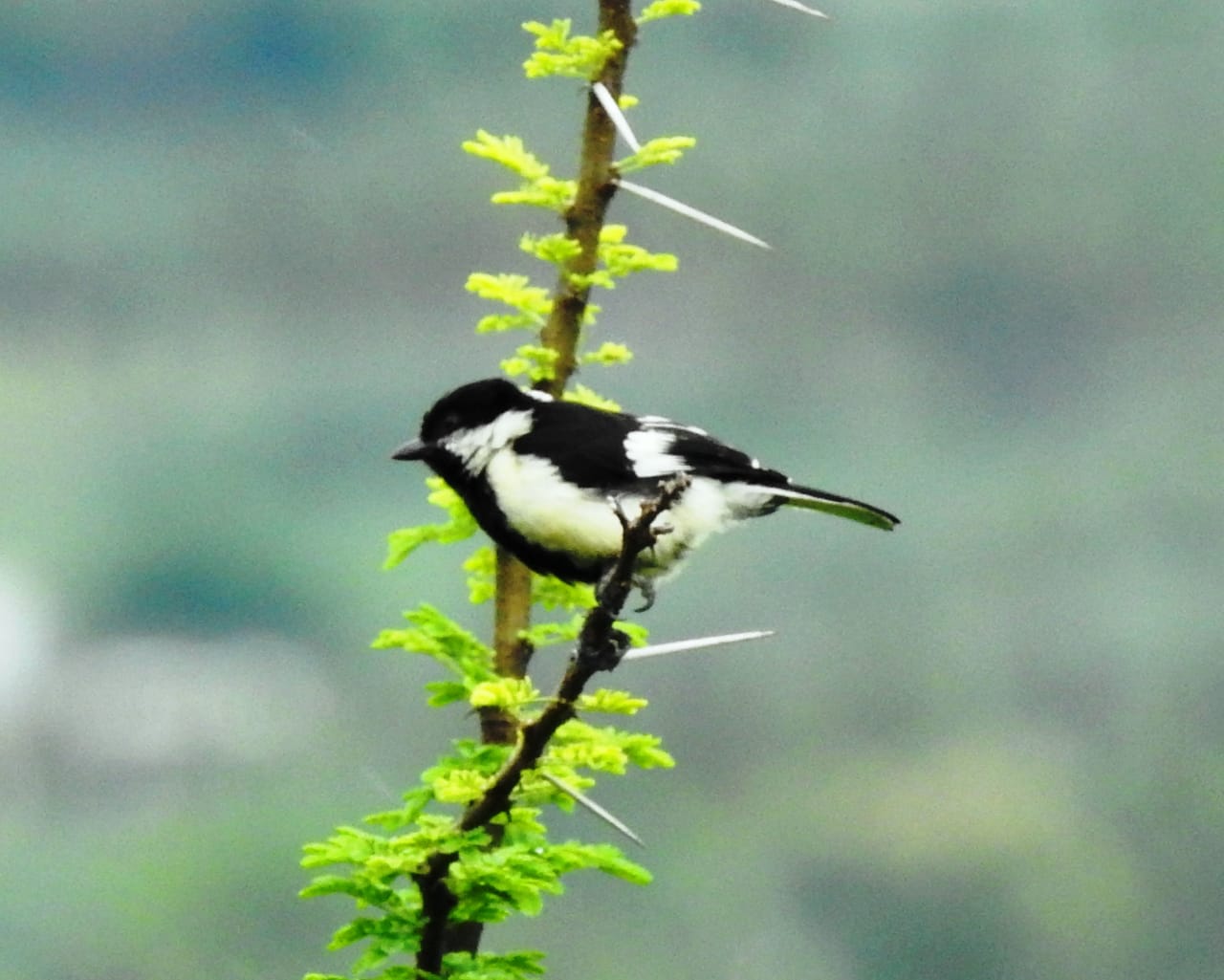 Tamil Nadu headmaster photographs rare bird after 84 years