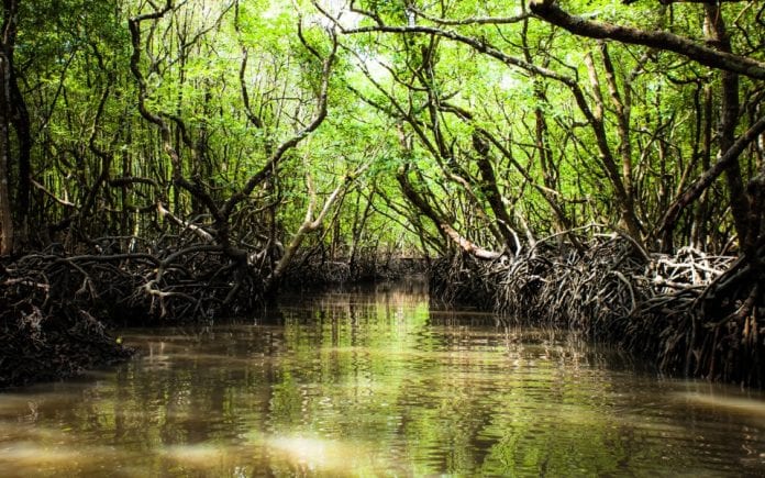 mangrove forest, Tamil Nadu, depleted, Indian Forest Survey Report, coastal cities, tsunami, shield, soil, erosion, prevention