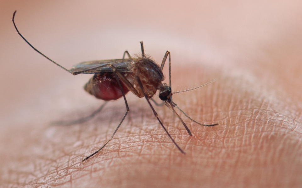 After WHO push, India steps up measures to eliminate Malaria