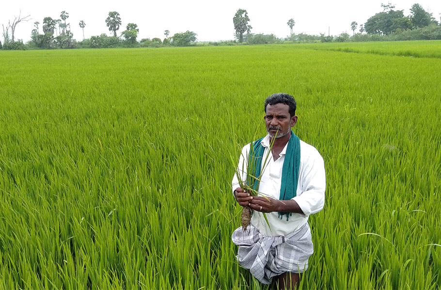 How tsunami resowed resilient paddy in the farms of Nagapattinam